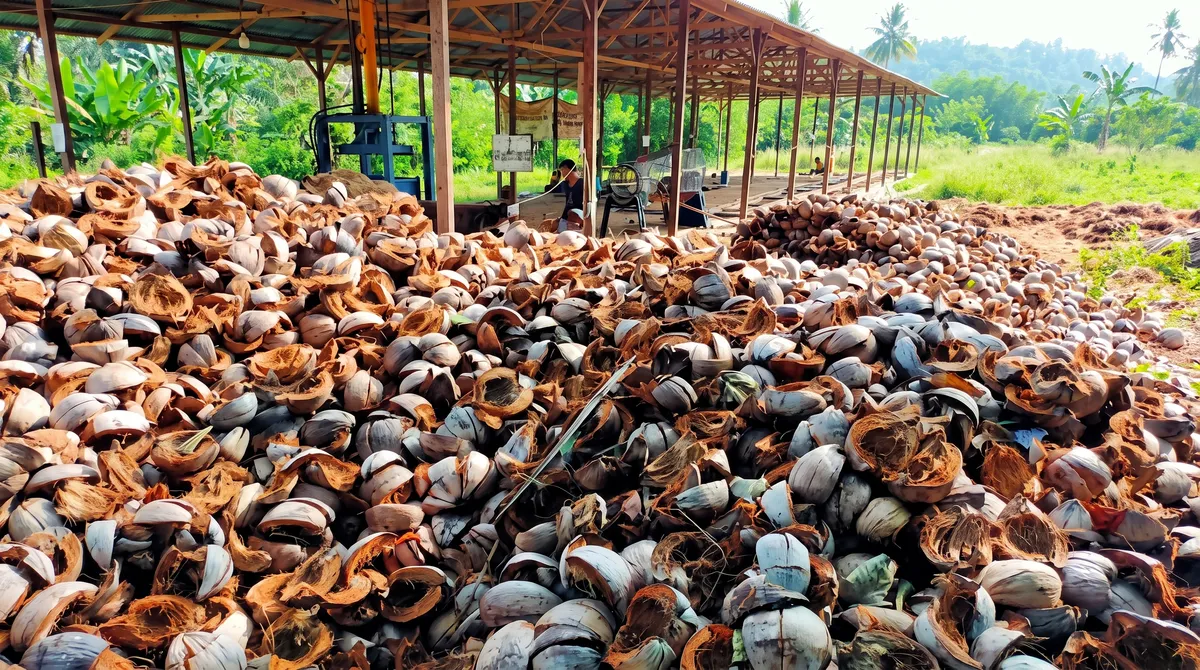 Coconut Plantation